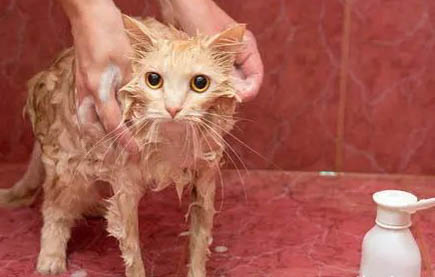 猫在哪里买比较好