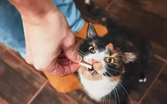 猫咪被打了一直摇尾巴是为什么