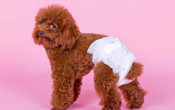 狗狗细小性肠炎有哪些症状