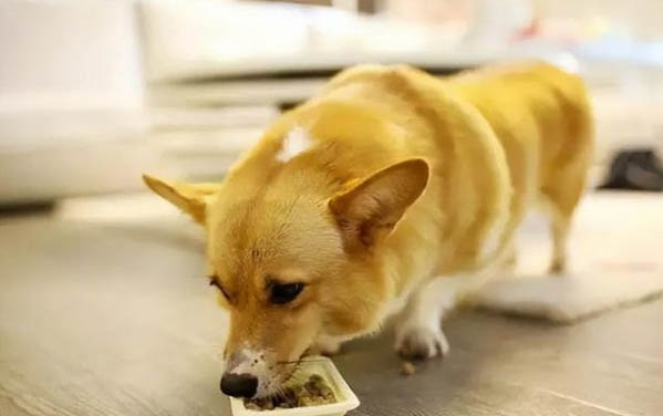 狗狗爱主人的表现有哪些