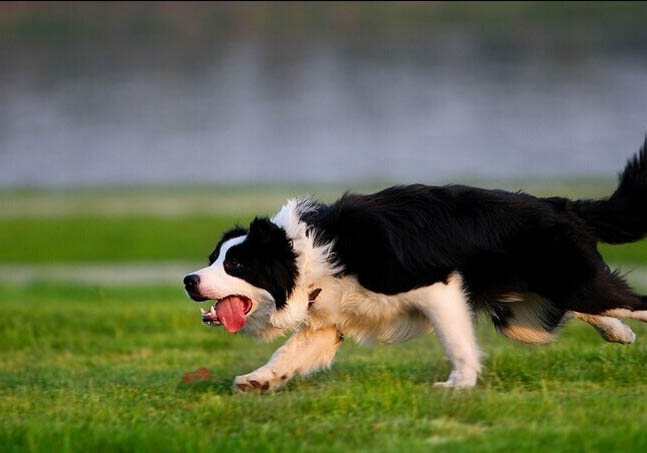 造成边境牧羊犬狗狗眼睛红肿的原因