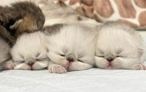 猫瘟没吐没拉能不能吃东西了