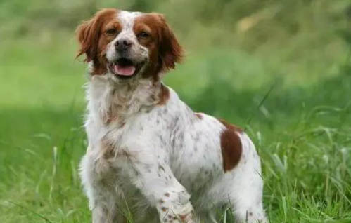 新斯科舍猎鸭寻猎犬吐清水了啥原因