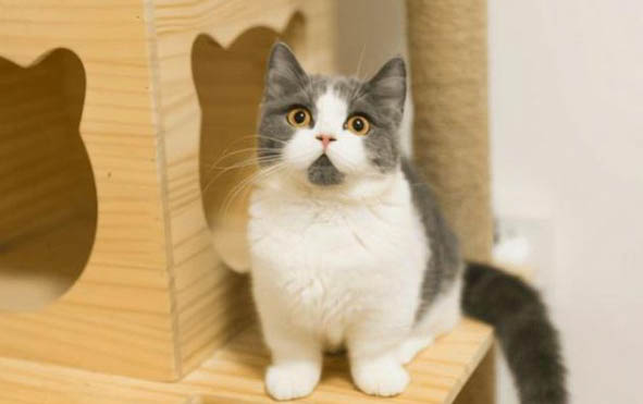 猫咪下嘴唇肉芽肿的原因及处理方法