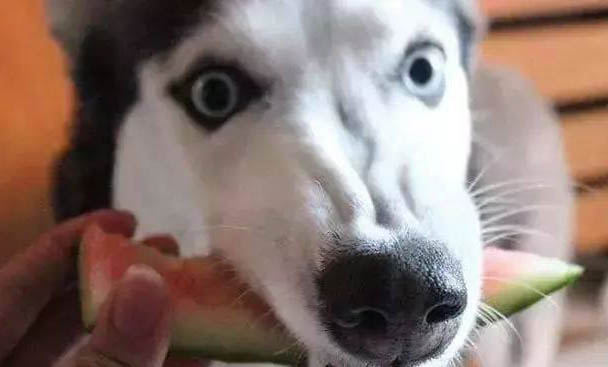 狗狗可以吃水煮蛋吗