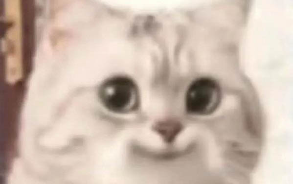 猫咪生第二只间隔多久