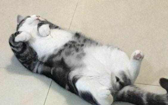 猫可以吃鸡蛋吗