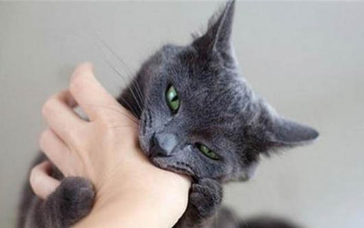 请问猫咪呕吐的原因及处理方法?