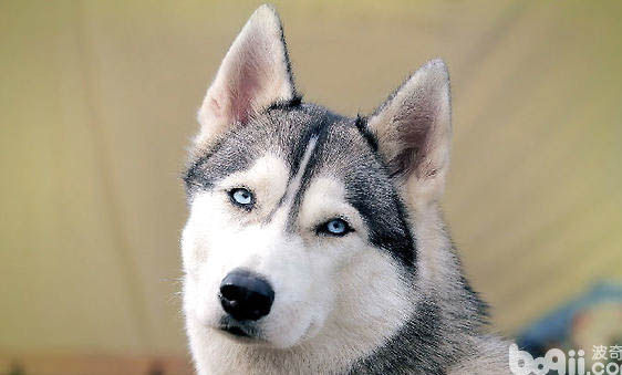 巨型阿拉斯加雪橇犬失格是什么意思