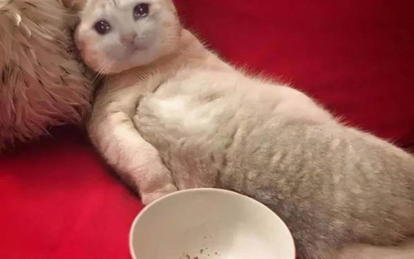 猫咪经常打喷嚏但精神很好