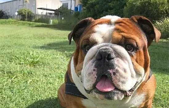 英国斗牛犬产后十天可以洗澡吗