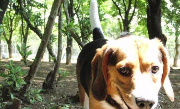 宠物狗可以带上火车吗
