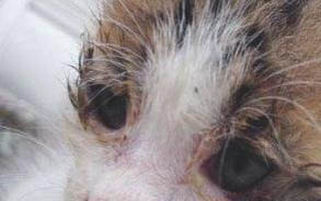 猫咪配种注意事项