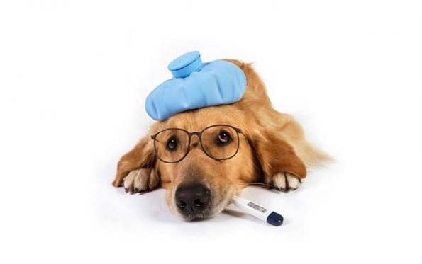 不会掉毛的狗狗有哪些图片