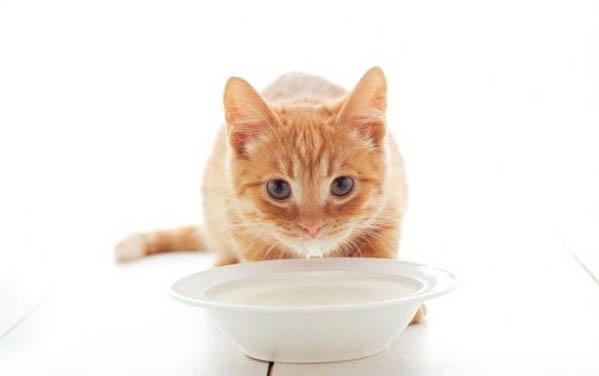 小猫能吃韭菜吗