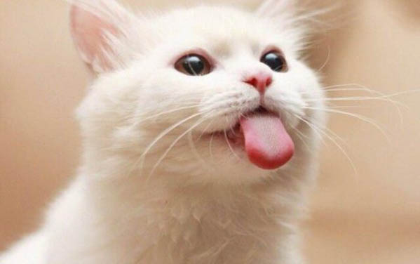 猫咪能吃火腿肠么?