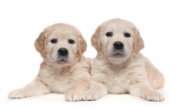 哪里有卖金毛犬