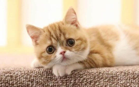 新养的小猫晚上一直叫怎么办