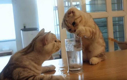 猫腹水能治好吗