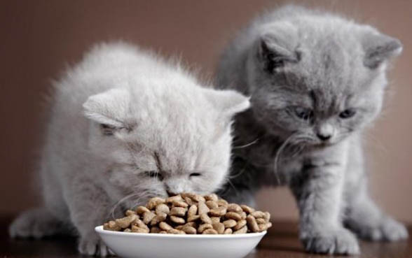 猫咪可以饿几天