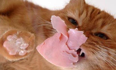 为什么猫咪偷东西吃不吃了