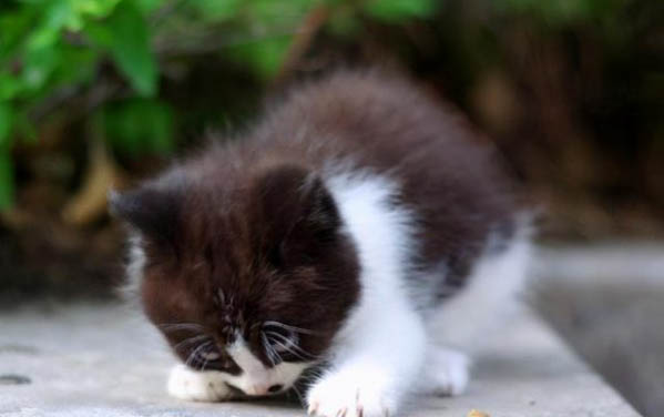 两个月的小猫带回来吃幼猫粮一直拉稀