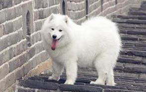 萨摩耶属于中型犬还是大型犬?