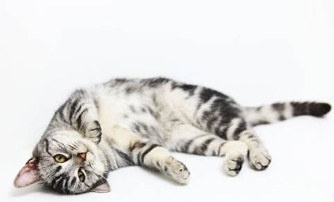 猫咪突然狂躁咬人