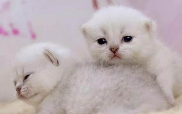小猫几天不吃饭会饿死啊
