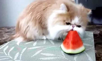 两只猫的磨合期是多久