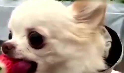 吉娃娃有点感冒可以配狗么