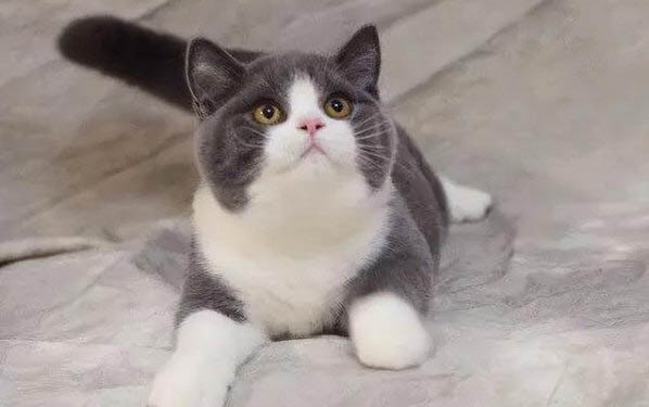 宠物猫可以喝酸奶吗
