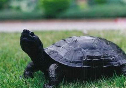乌龟多久才能有灵性