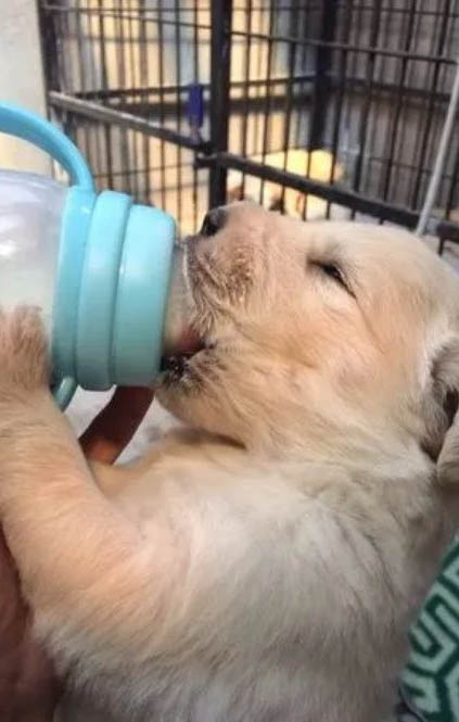 如何给狗狗催吐
