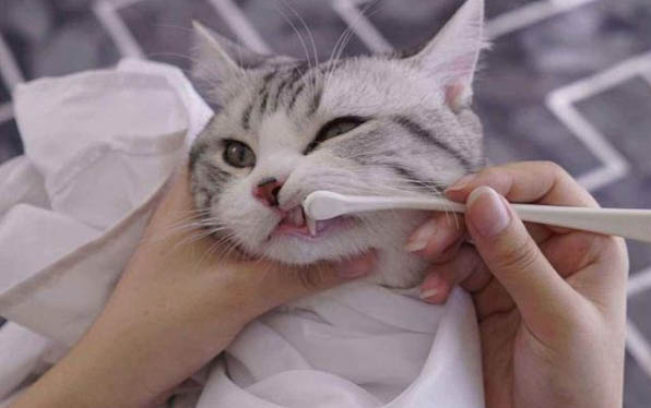 猫能吃山楂吗