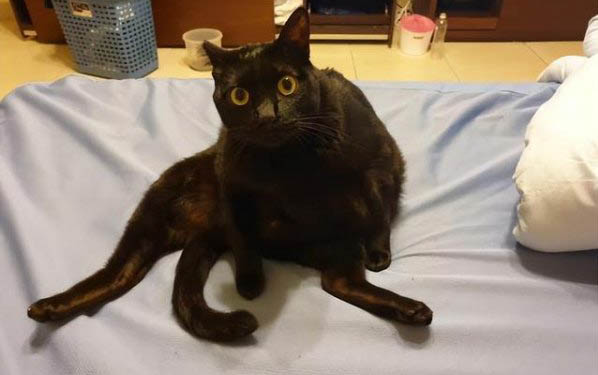 猫真的摔不死吗?