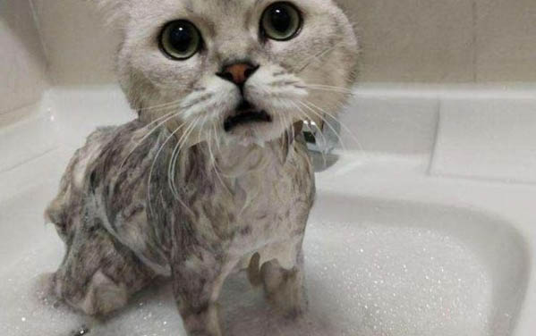 小猫多大能洗澡