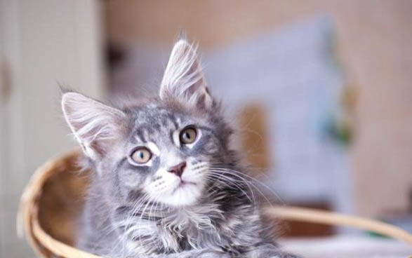 猫咪饲养的注意事项
