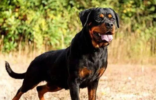 饲养罗威纳犬的注意事项