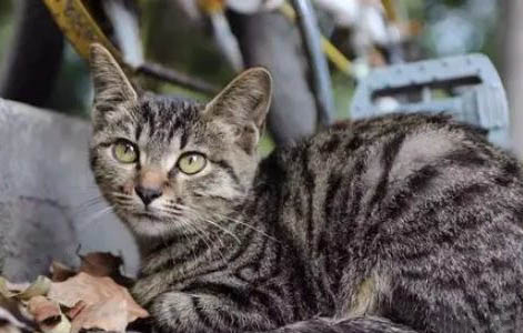 中华田园猫可以当宠物养吗