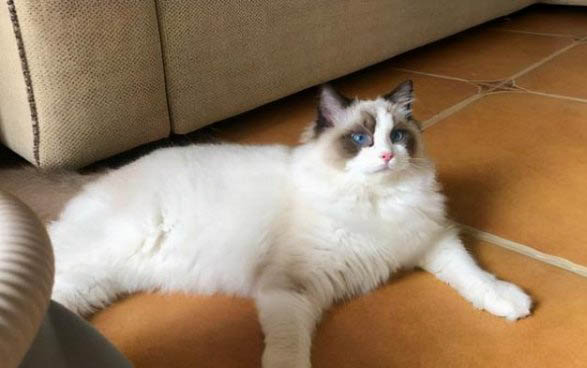 猫瘟治愈的几率大吗?