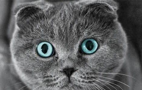世界上血统最高贵的猫,世界十大贵族猫排名