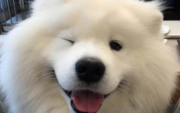 狗狗双排牙会自己掉吗?多久会掉?