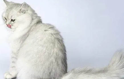 怀孕的母猫生产前征兆