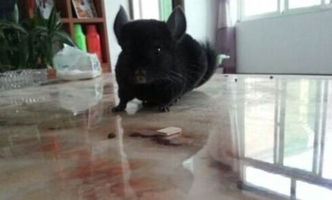 龙猫能活多久?