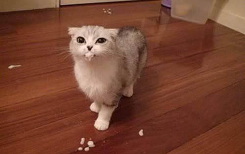 猫咪不在猫砂盆上大便怎么办