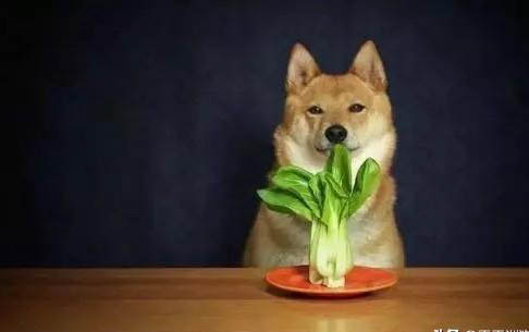 狗狗生病有哪些症状