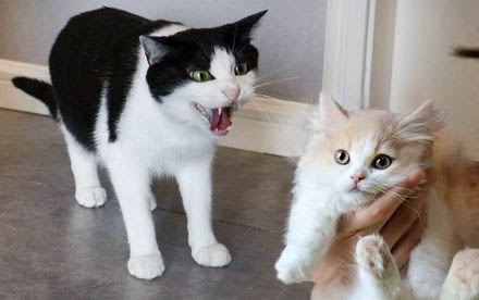 大猫品种有哪些