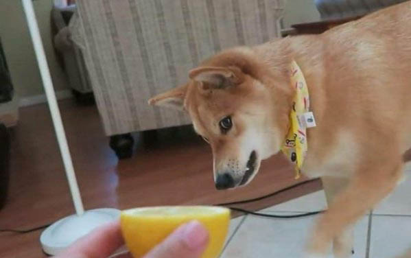 怎样去狗狗身上的味道