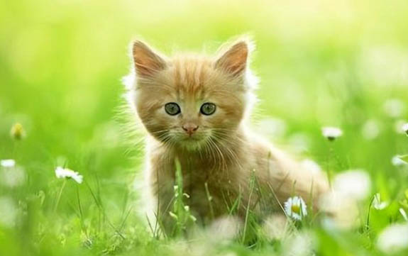30天的小猫可以送人吗